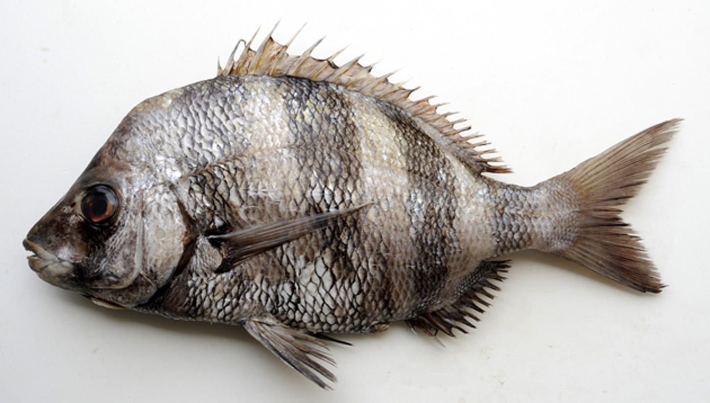 ภาพ ปลา omanensis (Diplodus omanensis)
