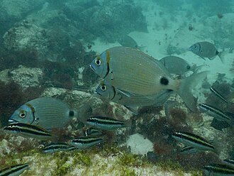 ภาพ ปลา prayensis (Diplodus prayensis)