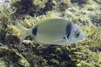 ภาพ ปลา vulgaris (Diplodus vulgaris)