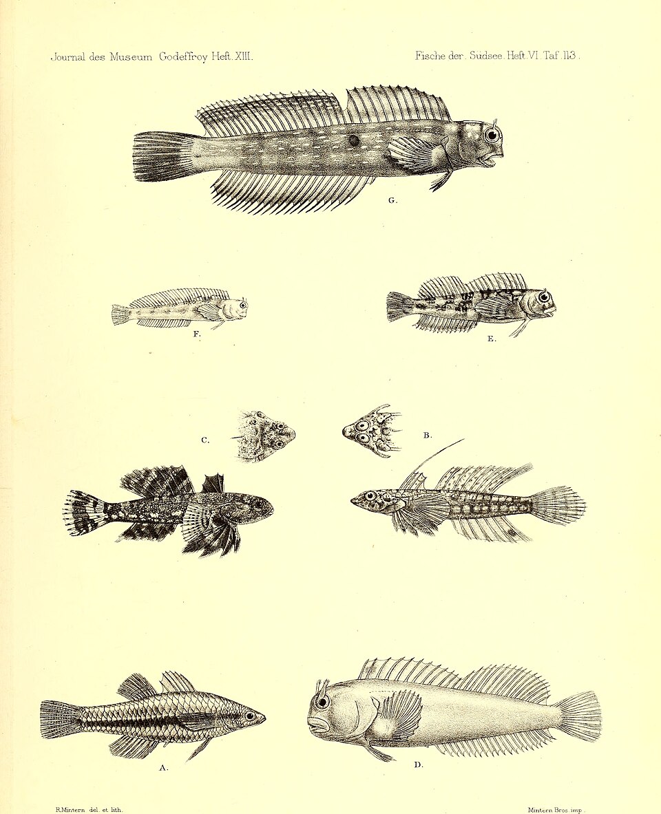 ภาพ ปลามังกรน้อย goramensis (Diplogrammus goramensis)