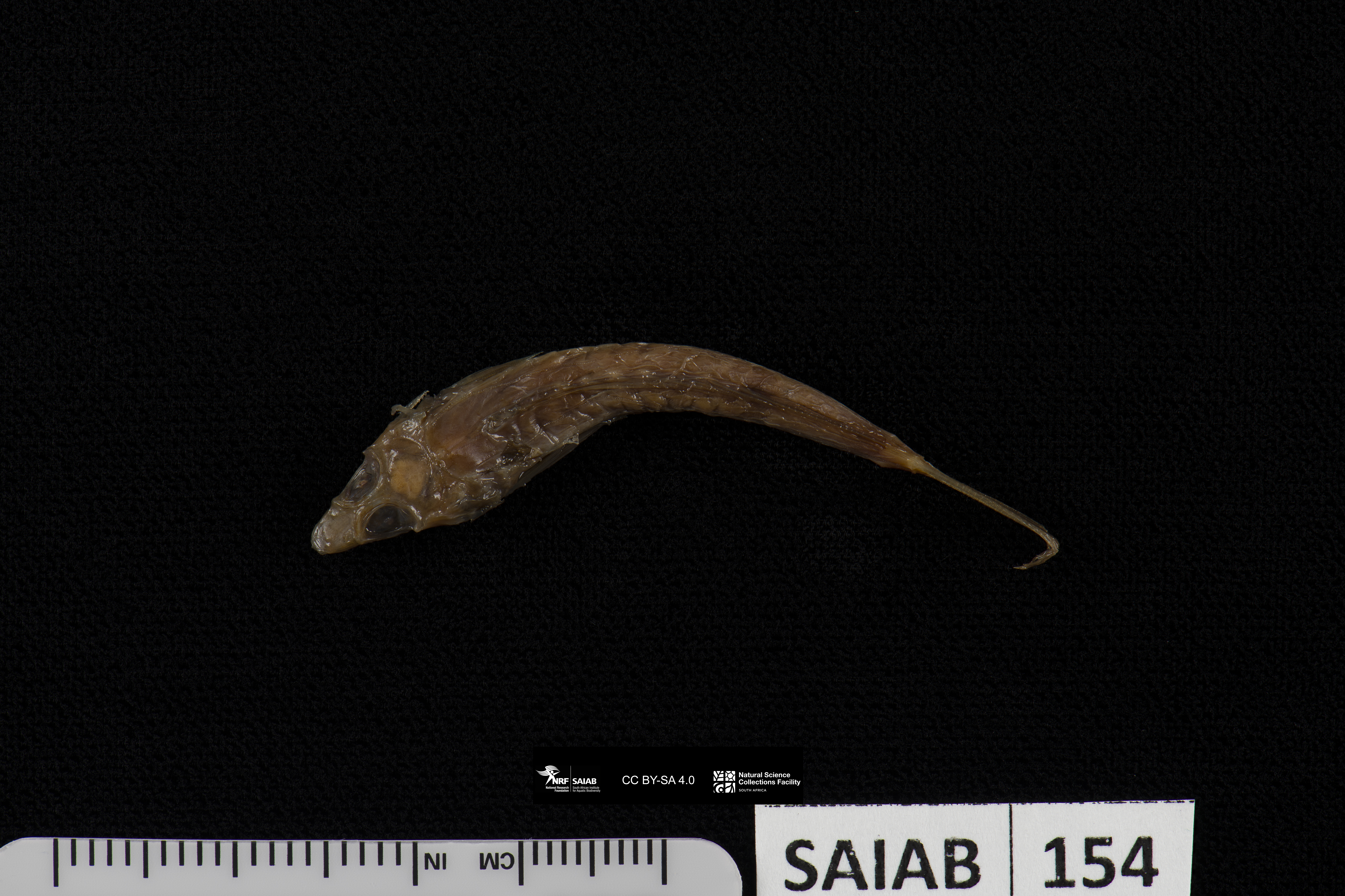 ภาพ ปลามังกรน้อย gruveli (Diplogrammus gruveli)
