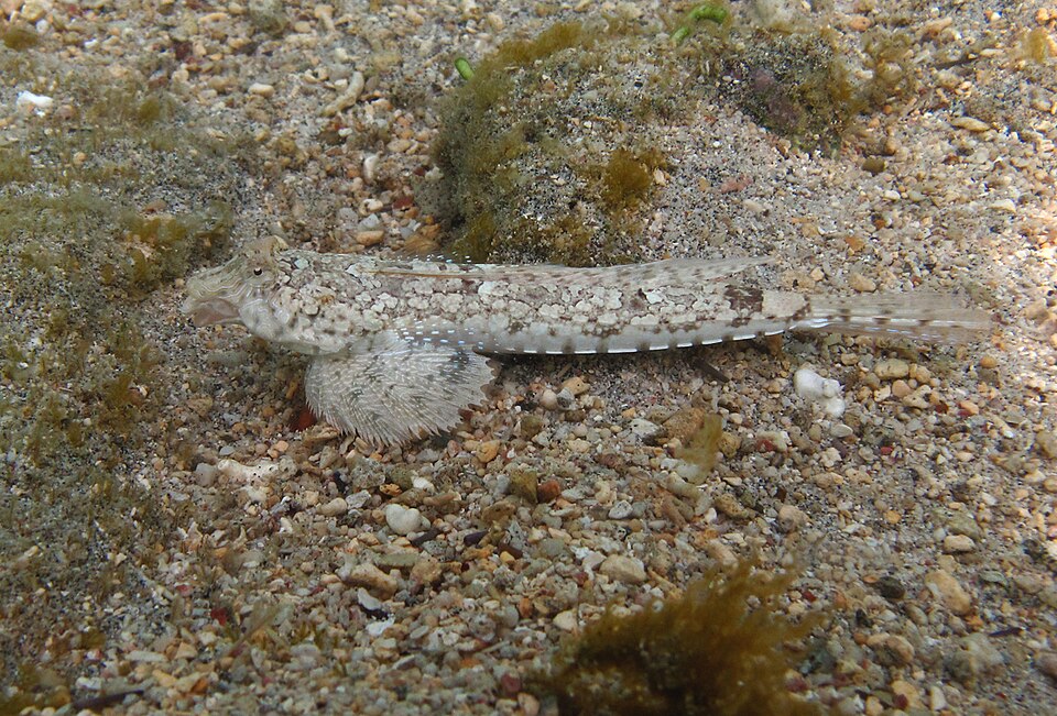 ภาพ ปลามังกรน้อย infulatus (Diplogrammus infulatus)