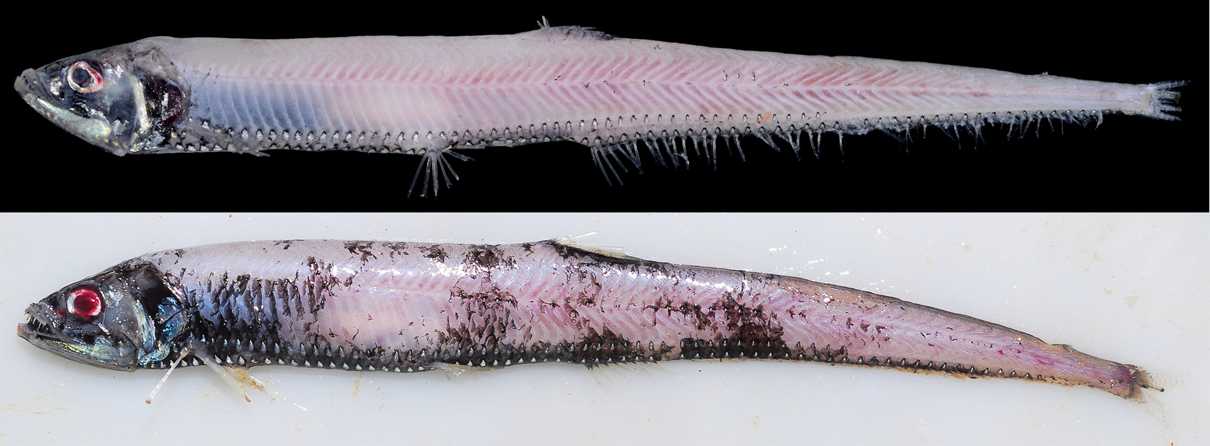 ภาพ ปลา vicinia (Diplophos vicinia)