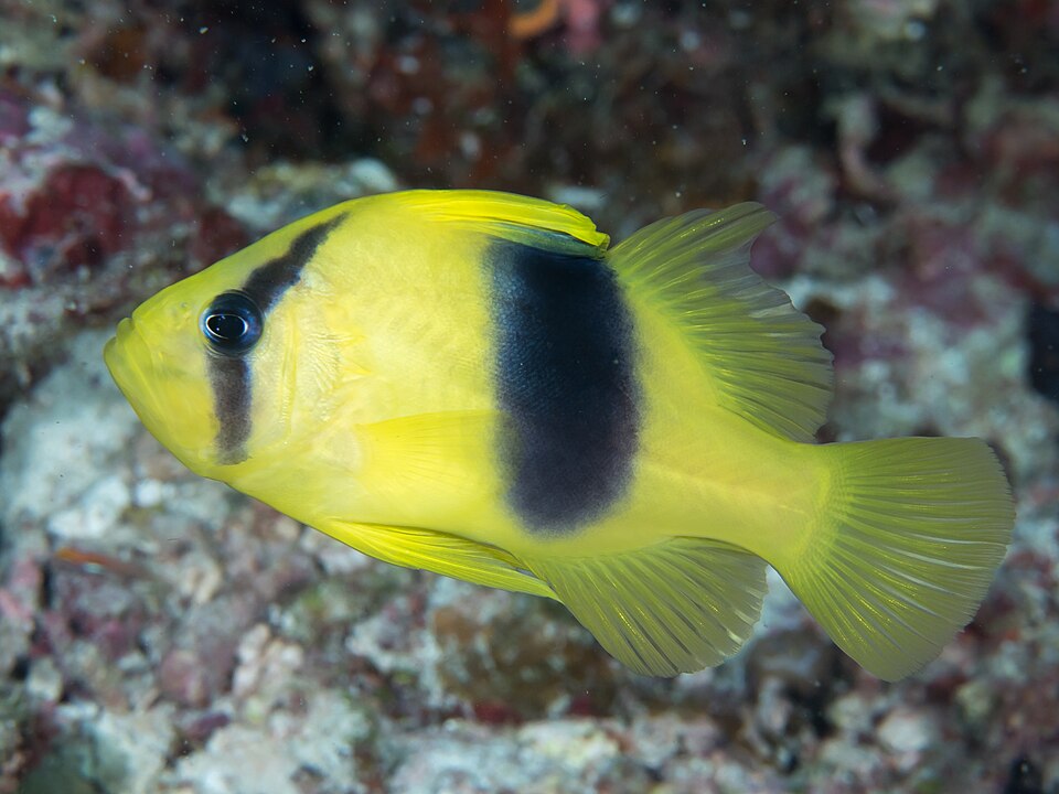 ภาพ ปลากะรังจิ๋วเหลืองจักรพรรดิ (Diploprion bifasciatum)