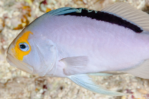 ภาพ ปลากะรังจิ๋วแดง (Diploprion drachi)