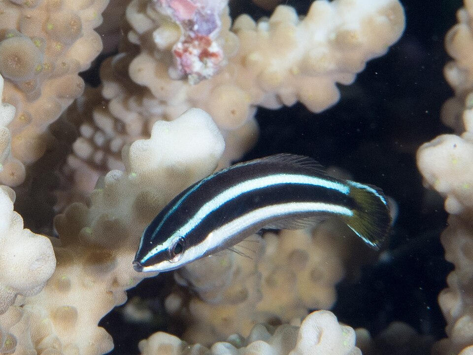 ภาพ ปลานกขุนทองทำความสะอาด (Diproctacanthus xanthurus)