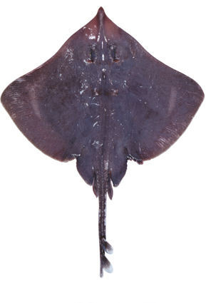 ภาพ ปลา canutus (Dipturus canutus)