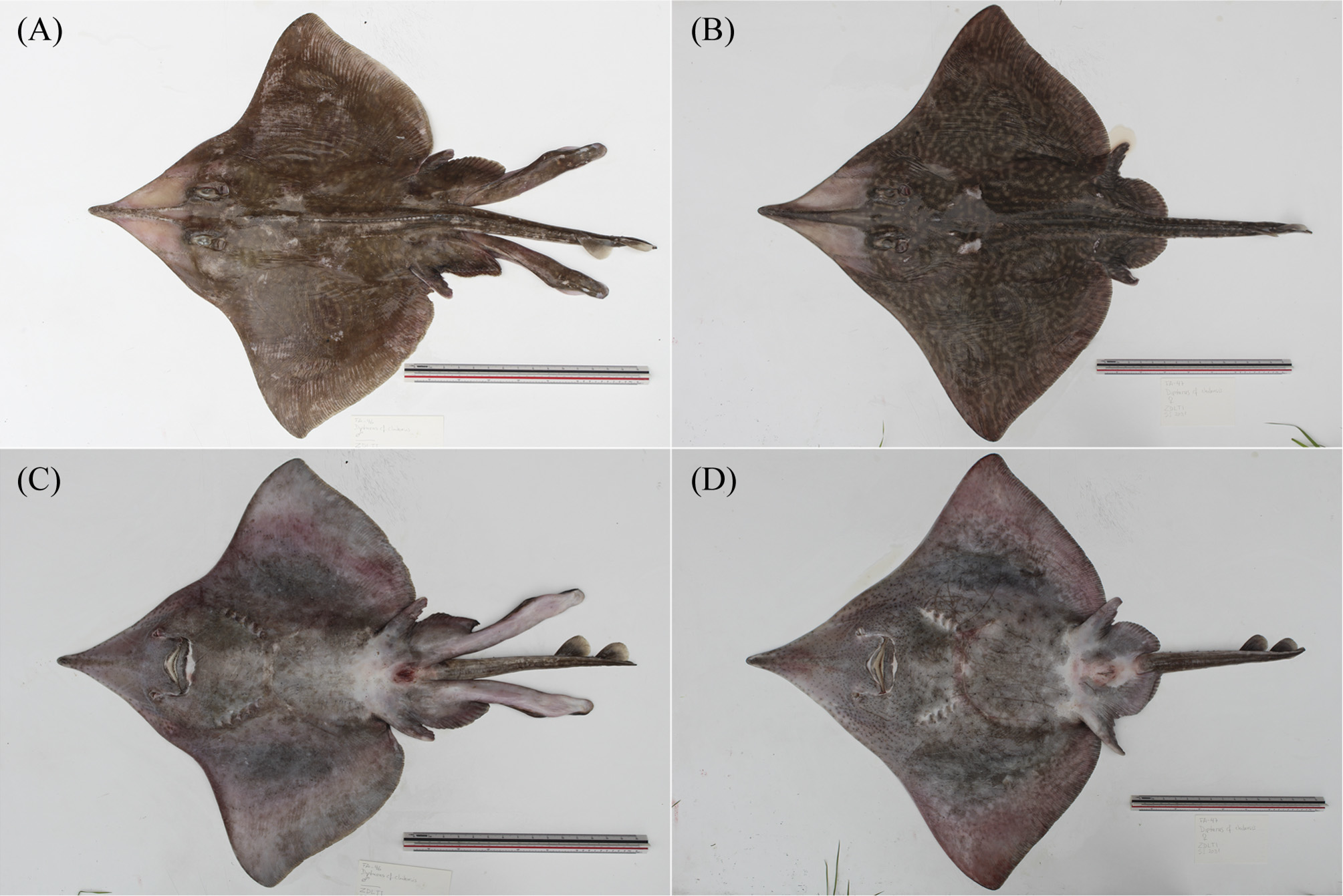 ภาพ ปลา lamillai (Dipturus lamillai)