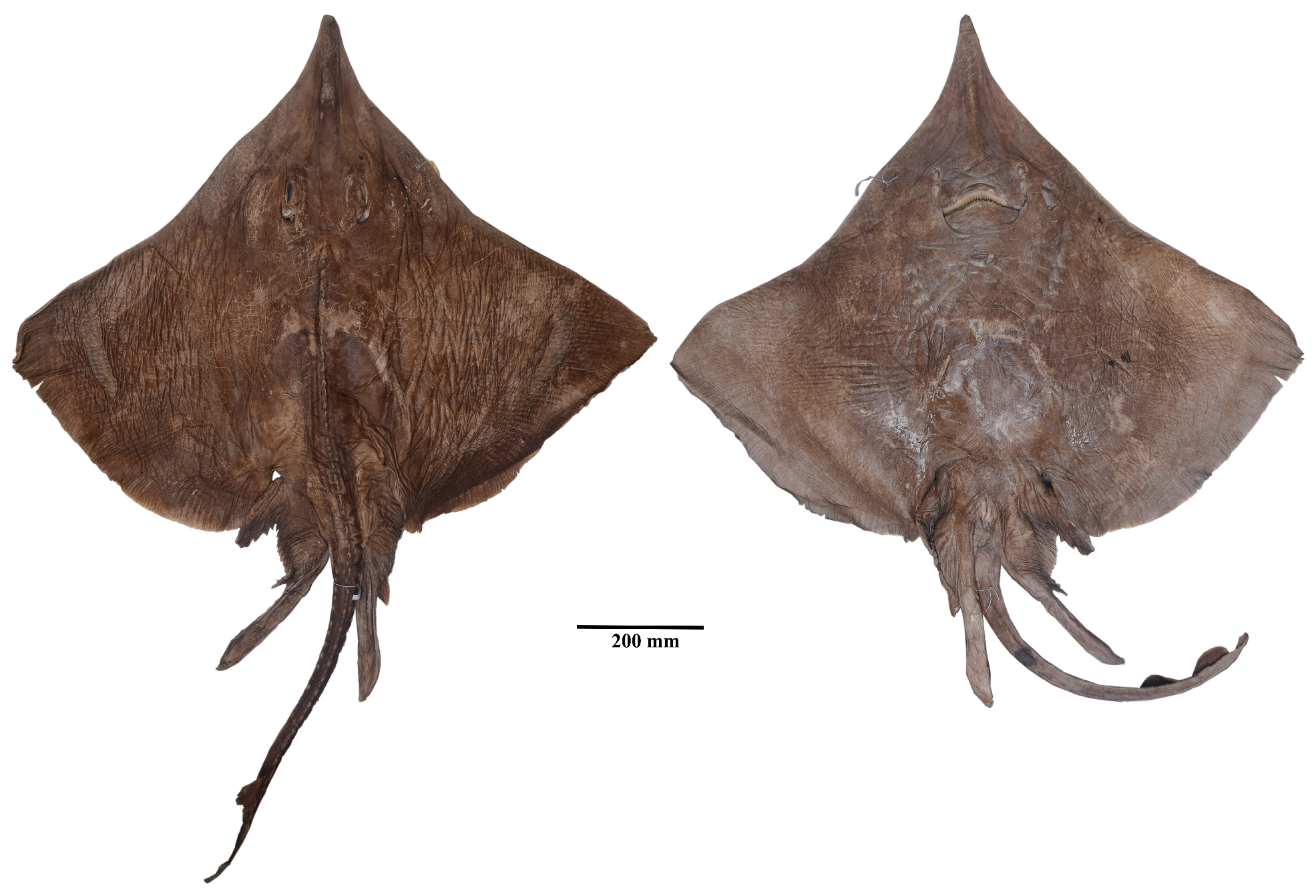 ภาพ ปลา mennii (Dipturus mennii)