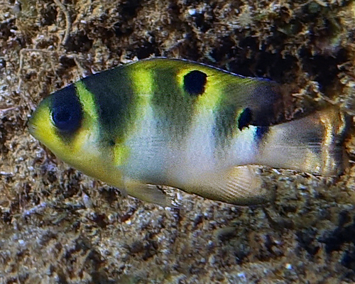 ภาพ ปลาสลิดหินลายบั้ง (Dischistodus darwiniensis)