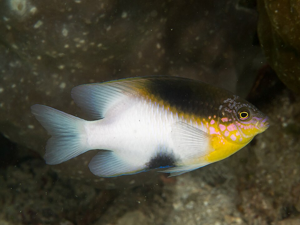 ภาพ ปลาสลิดหินดำ (Dischistodus melanotus)