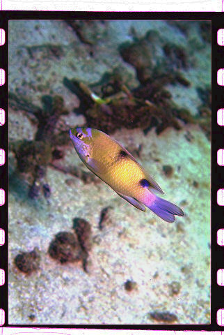 ภาพ ปลาสลิดหินลายเสือ (Dischistodus perspicillatus)
