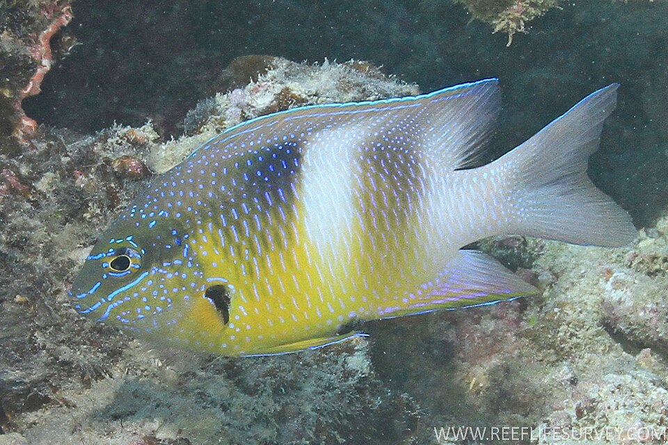 ภาพ ปลาสลิดหิน prosopotaenia (Dischistodus prosopotaenia)