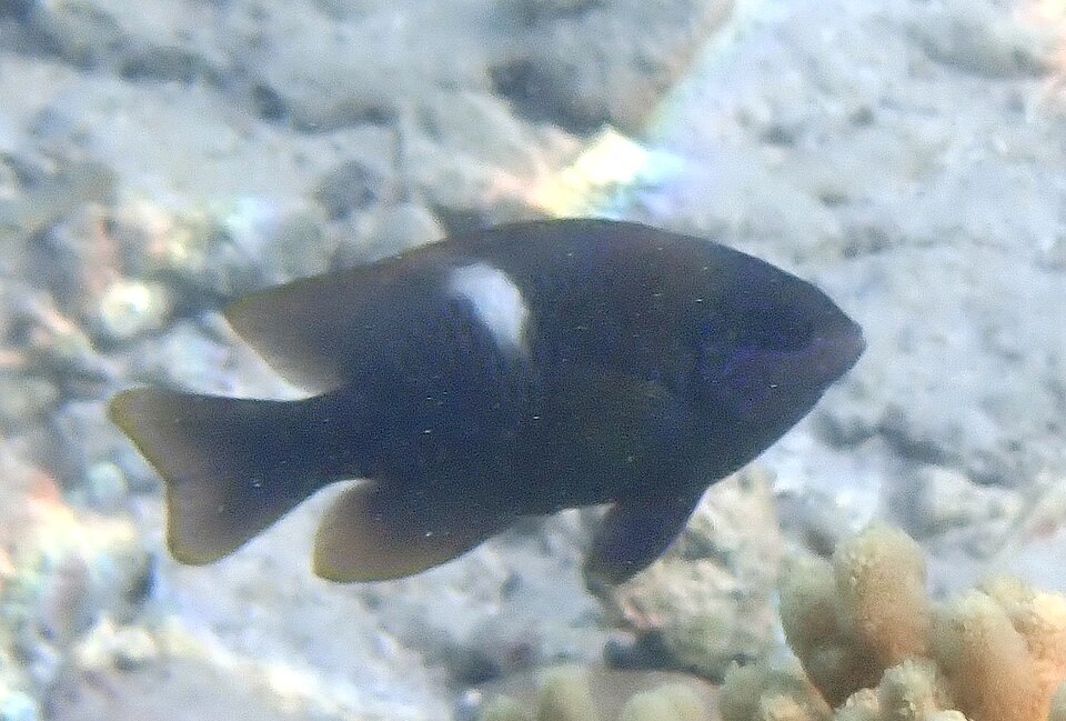 ภาพ ปลาสลิดหิน pseudochrysopoecilus (Dischistodus pseudochrysopoecilus)