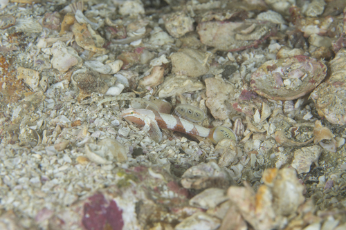 ภาพ ปลาบู่ filamentosa (Discordipinna filamentosa)