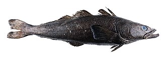 ภาพ ปลา eleginoides (Dissostichus eleginoides)