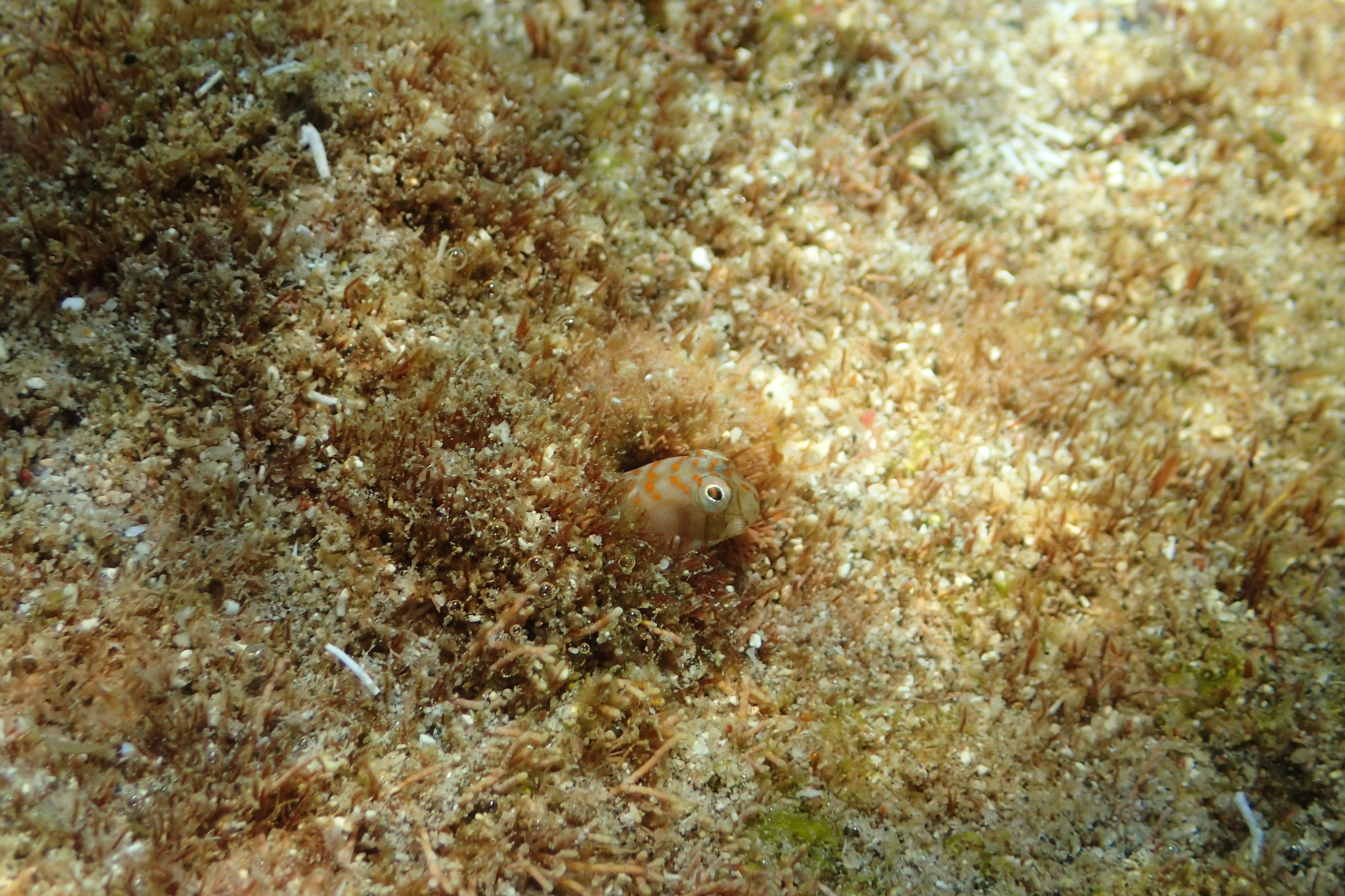 ภาพ ปลาตั๊กแตนหินตั๊กแตนหิน (Dodekablennos fraseri)