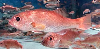 ภาพ ปลา berycoides (Doederleinia berycoides)