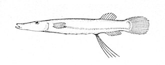 ภาพ ปลา longipes (Dolichopteryx longipes)