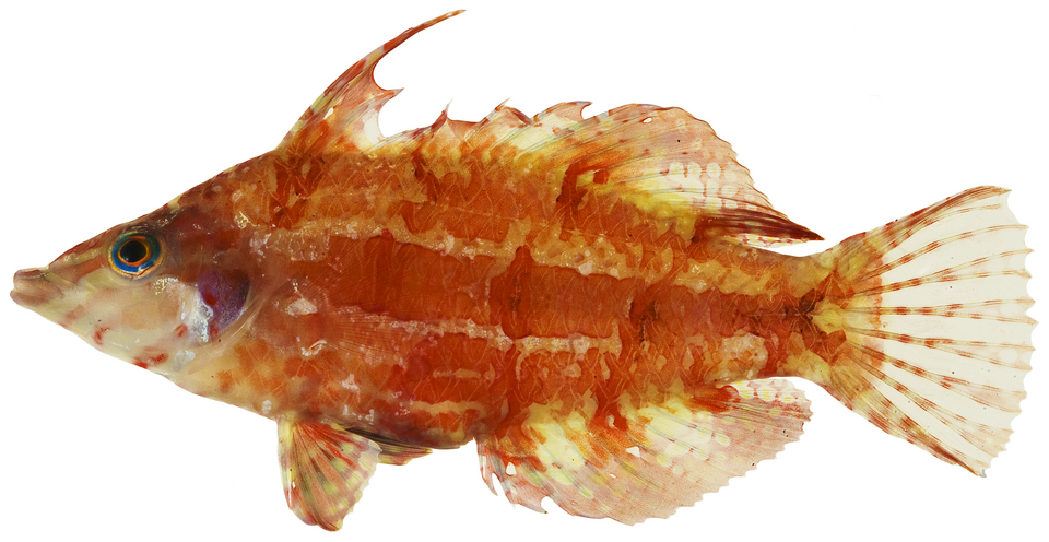 ภาพ ปลานกขุนทองแคระ (Doratonotus megalepis)