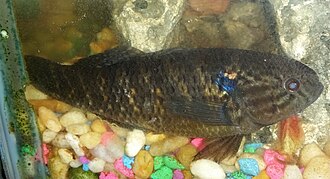 ภาพ ปลา maculatus (Dormitator maculatus)