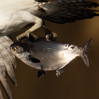 ภาพ ปลา cepedianum (Dorosoma cepedianum)