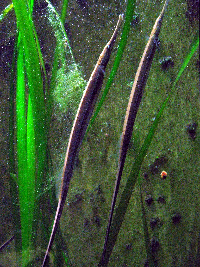 ภาพ ปลาจิ้มฟันจระเข้ยักษ์ (Doryichthys boaja)