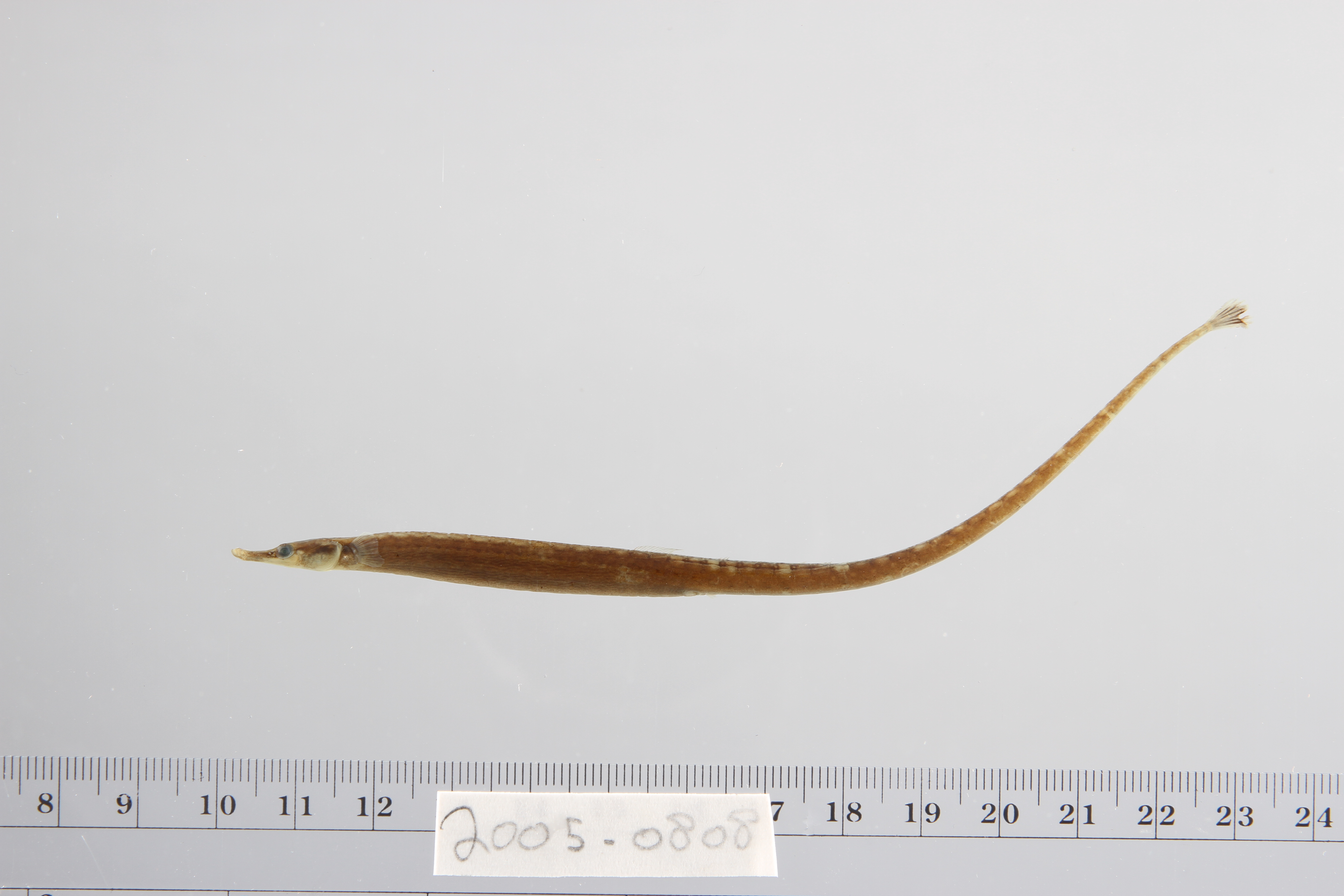 ภาพ ปลาจิ้มฟันจระเข้แคระ (Doryichthys martensii)