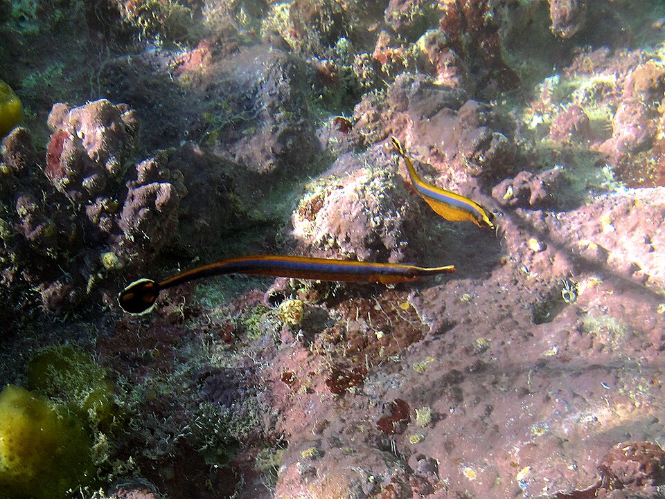 ภาพ ปลาจิ้มฟันจระเข้ bicarinatus (Doryrhamphus bicarinatus)