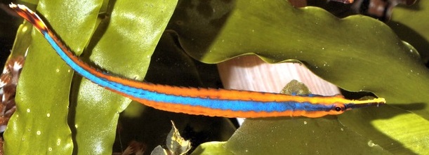 ภาพ ปลาจิ้มฟันจระเข้ดำ (Doryrhamphus excisus)