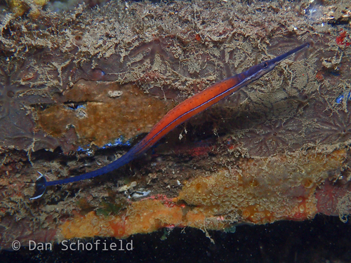 ภาพ ปลาจิ้มฟันจระเข้สีเพลิง (Doryrhamphus janssi)