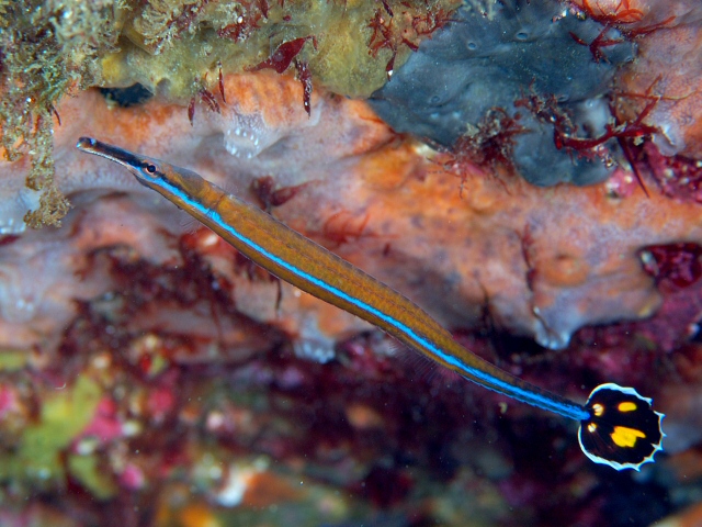 ภาพ ปลาจิ้มฟันจระเข้ japonicus (Doryrhamphus japonicus)