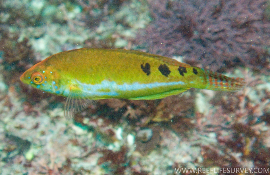 ภาพ ปลานกขุนทอง alleni (Dotalabrus alleni)