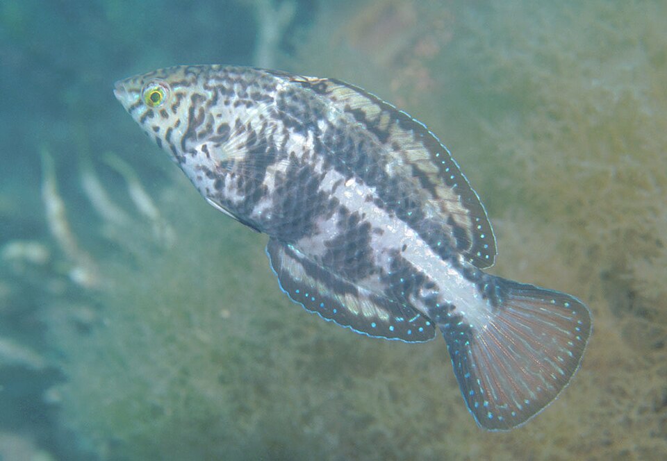 ภาพ ปลานกขุนทอง aurantiacus (Dotalabrus aurantiacus)