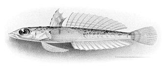 ภาพ ปลา xenica (Draconetta xenica)