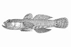 ภาพ ปลาบู่ halei (Drombus halei)