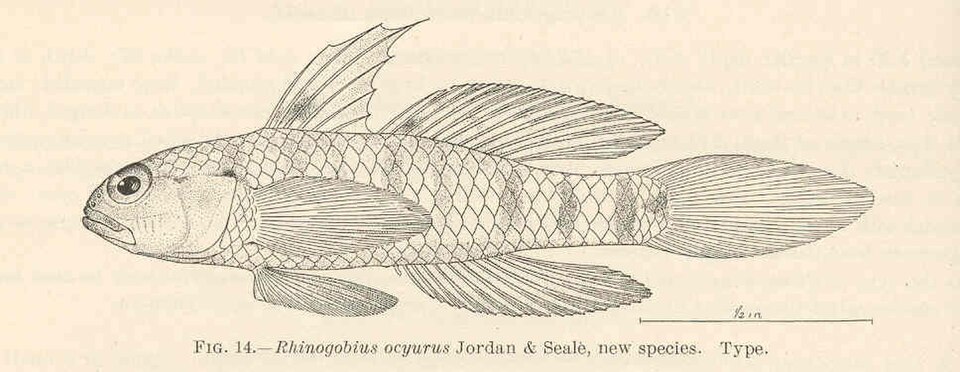 ภาพ ปลาบู่ ocyurus (Drombus ocyurus)