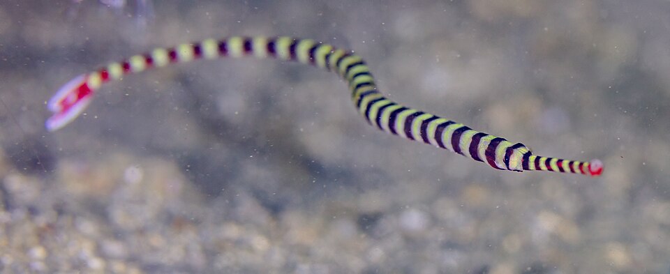 ภาพ ปลาจิ้มฟันจระเข้ลายบั้ง (Dunckerocampus dactyliophorus)