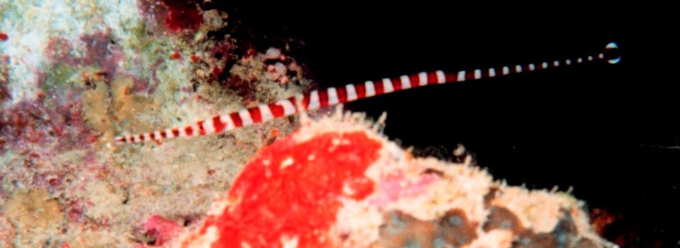 ภาพ ปลาจิ้มฟันจระเข้ multiannulatus (Dunckerocampus multiannulatus)