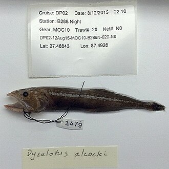ภาพ ปลา alcocki (Dysalotus alcocki)