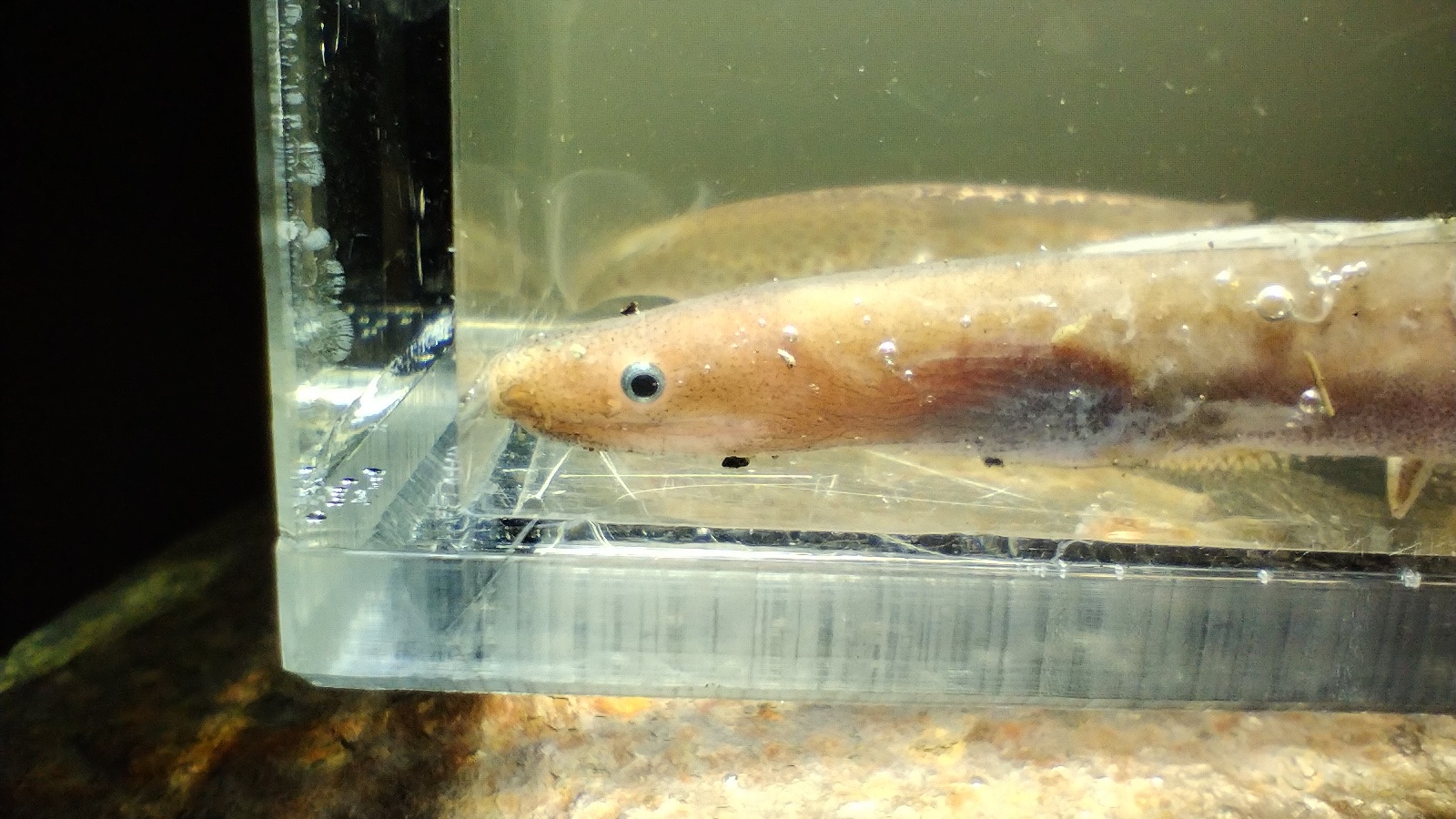 ภาพ ปลา anguillare (Dysomma anguillare)