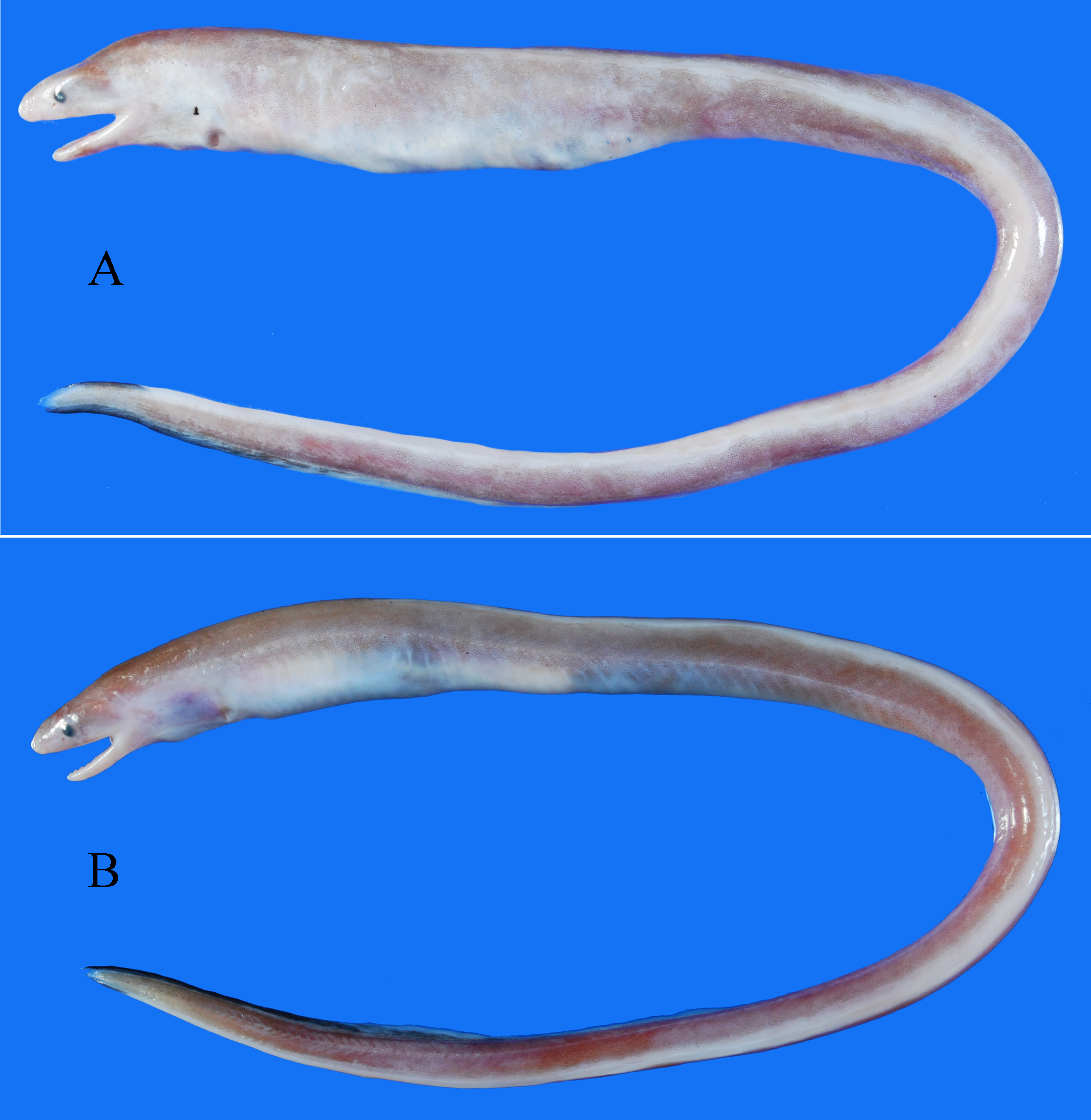 ภาพ ปลา dolichosomatum (Dysomma dolichosomatum)