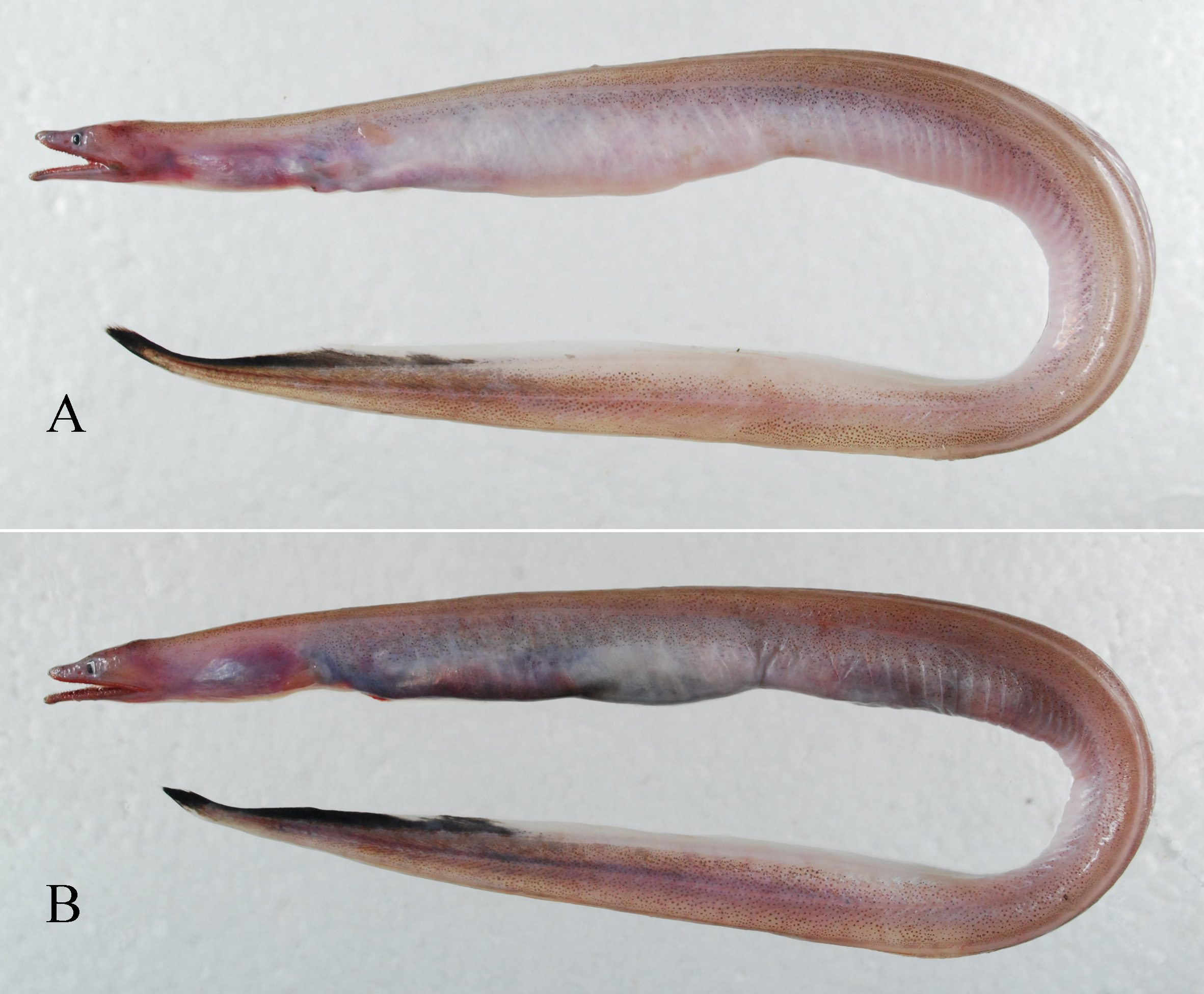 ภาพ ปลา melanurum (Dysomma melanurum)