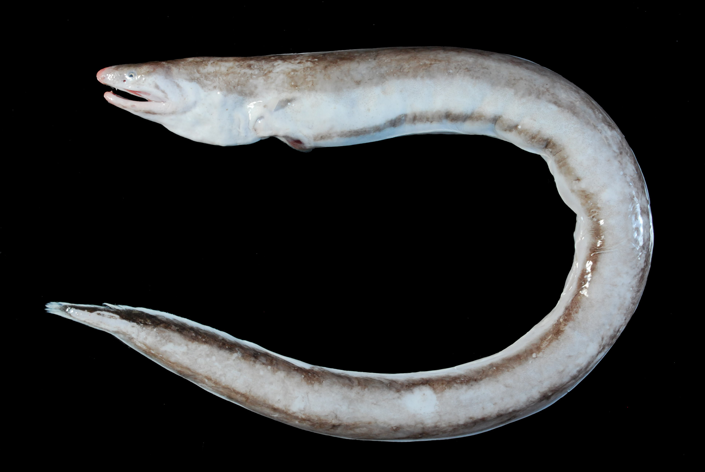 ภาพ ปลา polycatodon (Dysomma polycatodon)