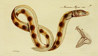 ภาพ ปลา myrus (Echelus myrus)