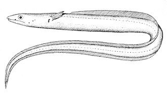 ภาพ ปลา pachyrhynchus (Echelus pachyrhynchus)