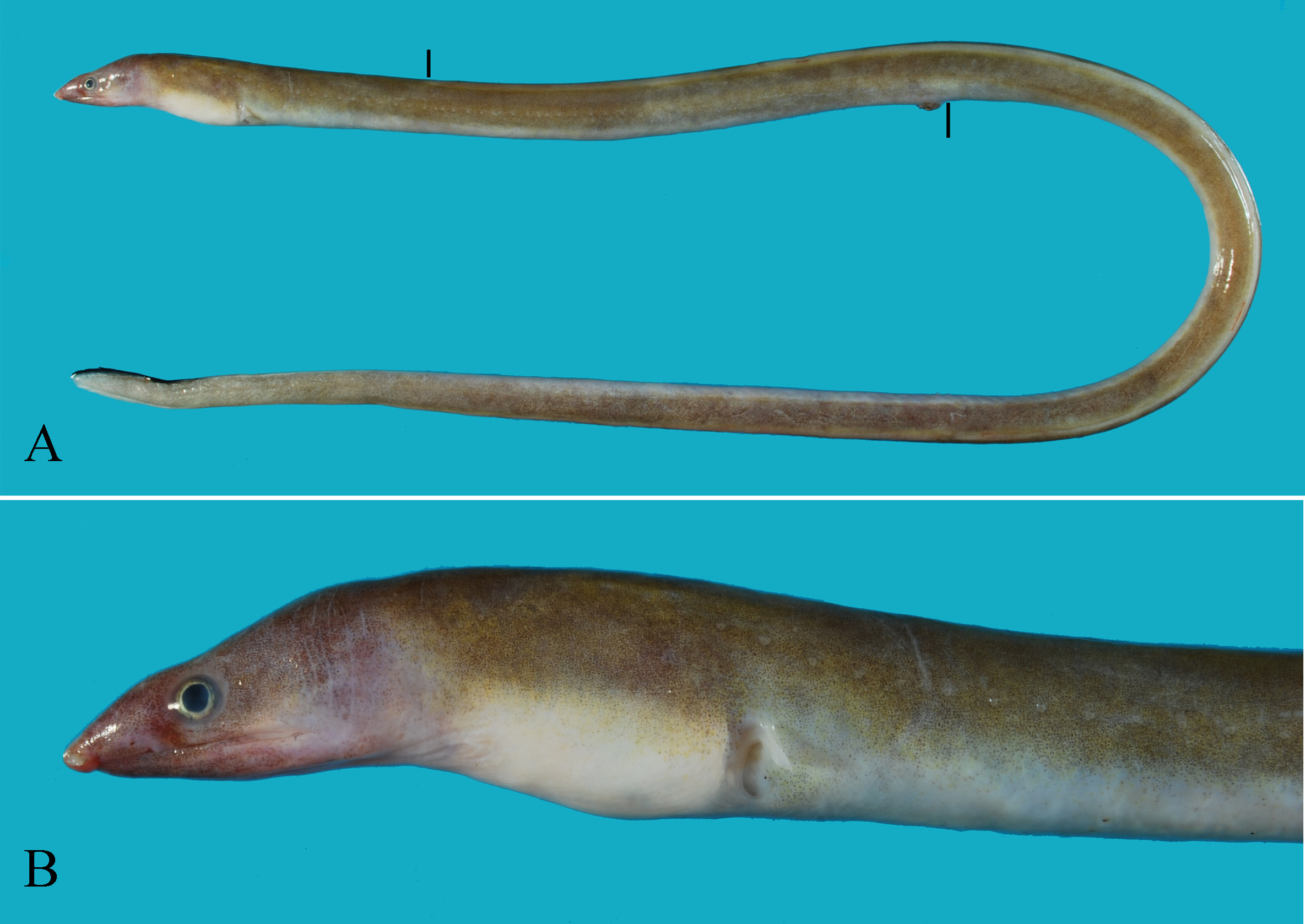 ภาพ ปลา polyspondylus (Echelus polyspondylus)