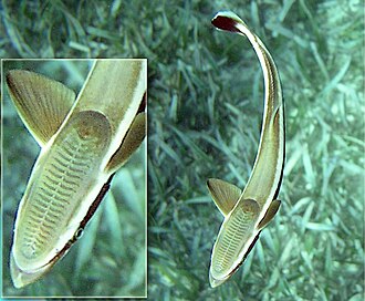ภาพ ปลา naucrates (Echeneis naucrates)