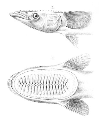 ภาพ ปลา neucratoides (Echeneis neucratoides)