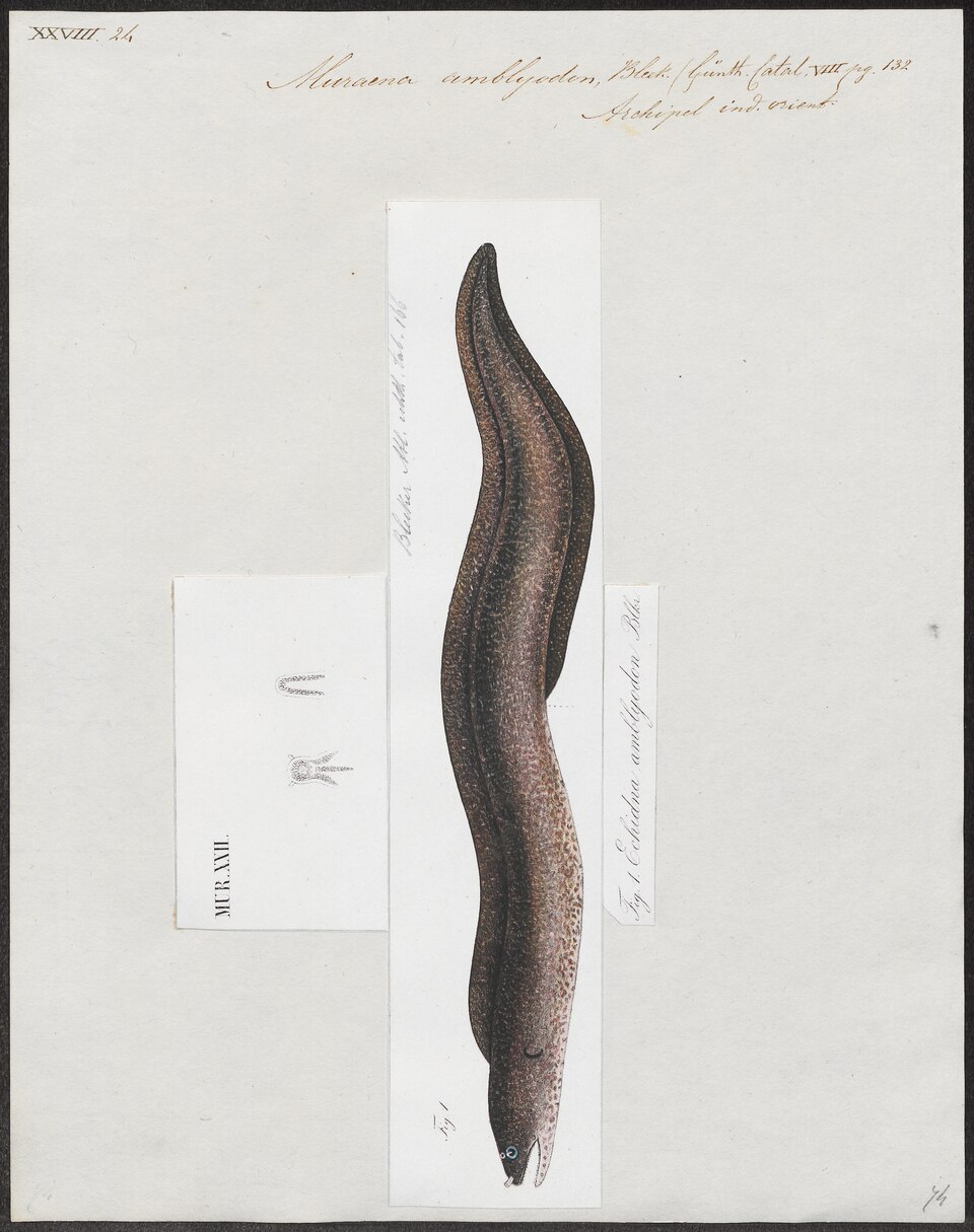 ภาพ ปลาไหลมอเรย์ amblyodon (Echidna amblyodon)